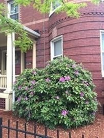 2 bed, 1 bath apartment for rent at 1253 Massachusetts Ave Unit 2, Arlington Heights — photo 11 of 18