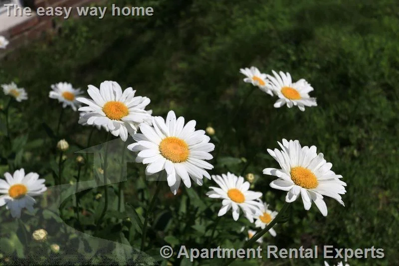 Studio bed, 1 bath apartment for rent at 128 Pine St Unit 3, Central Square — photo 12 of 12