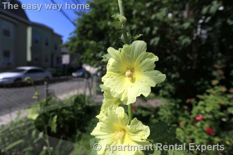Studio bed, 1 bath apartment for rent at 128 Pine St Unit 3, Central Square — photo 11 of 12
