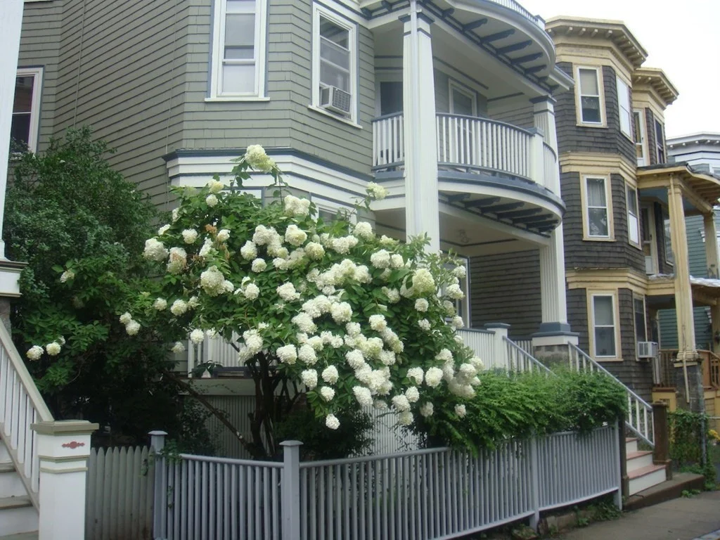 2 bed, 1 bath apartment for rent at 14 Dawes St Unit 1, Dorchester — photo 19 of 28