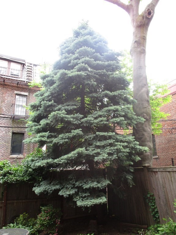 Studio bed, 1 bath apartment for rent at 15 Appleton St Unit A (No Fee), South End — photo 22 of 25