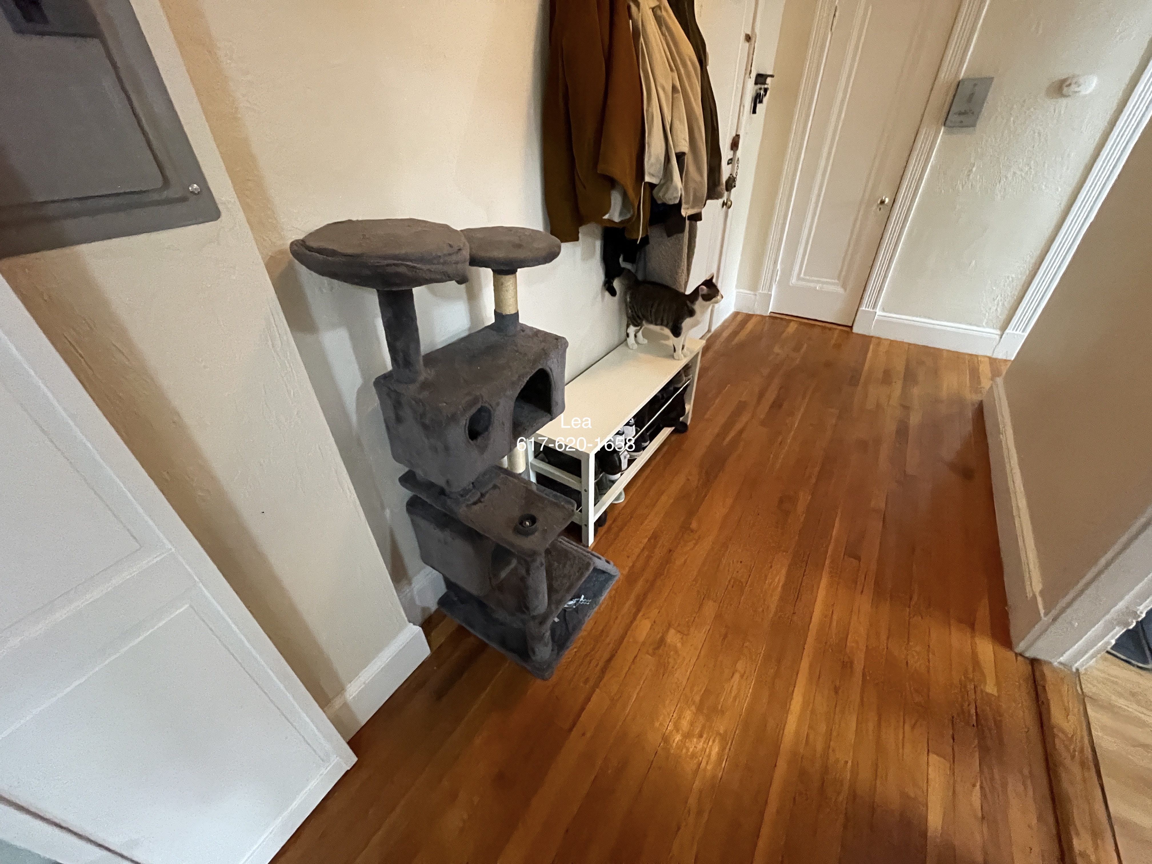 1 bed, 1 bath apartment for rent at 1800 Commonwealth Ave Unit 22, Brighton — photo 11 of 14