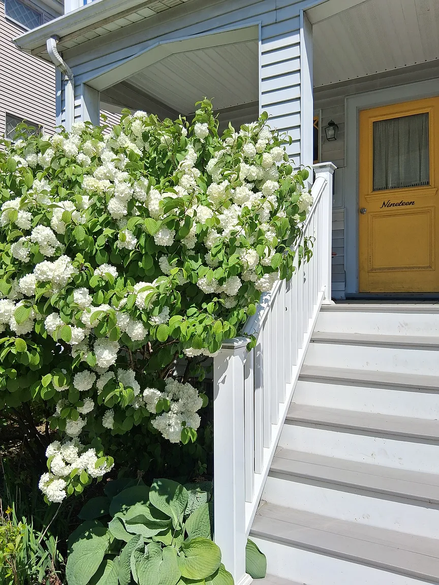 2 bed, 1 bath apartment for rent at 19 Edward T Sullivan Rd Unit 3, Strawberry Hill — photo 12 of 16