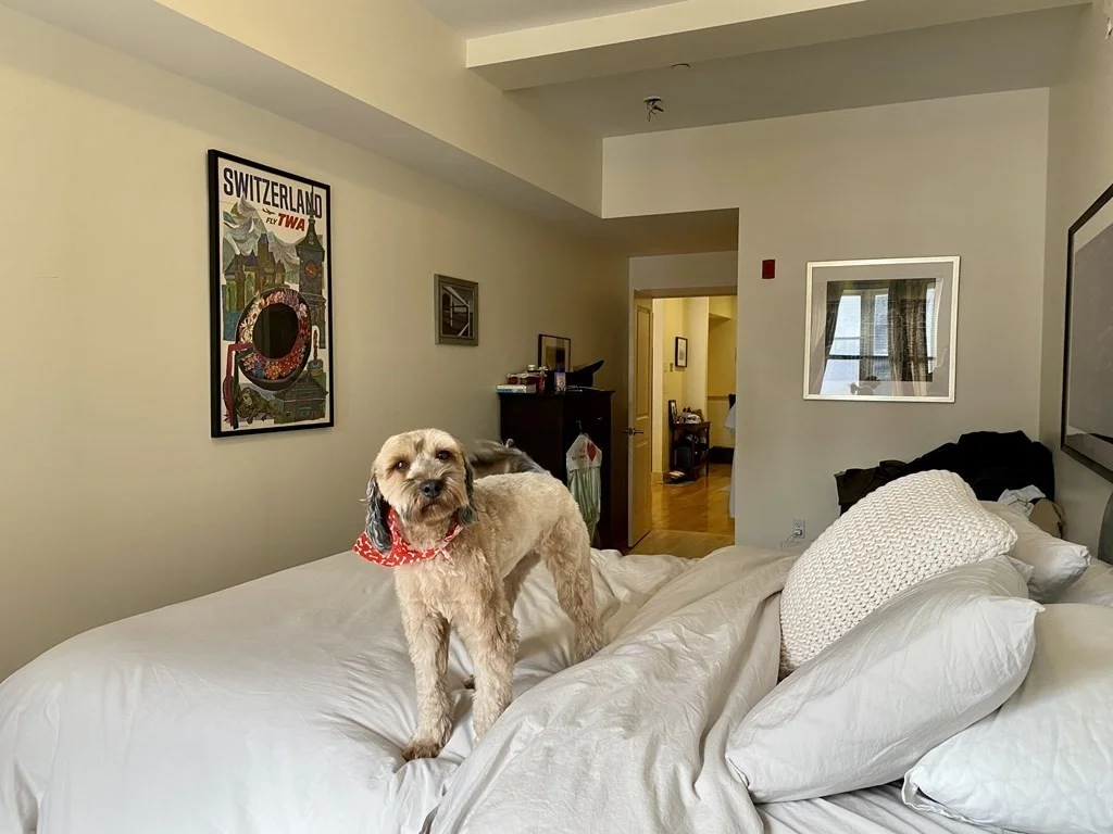 1 bed, 1 bath apartment for rent at 20 Parmenter St Unit 403, North End — photo 7 of 13