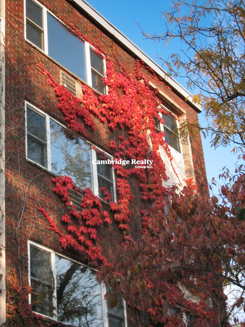 2 bed, 1 bath apartment for rent at 269 Harvard St Unit 1T, Mid-Cambridge — photo 10 of 11