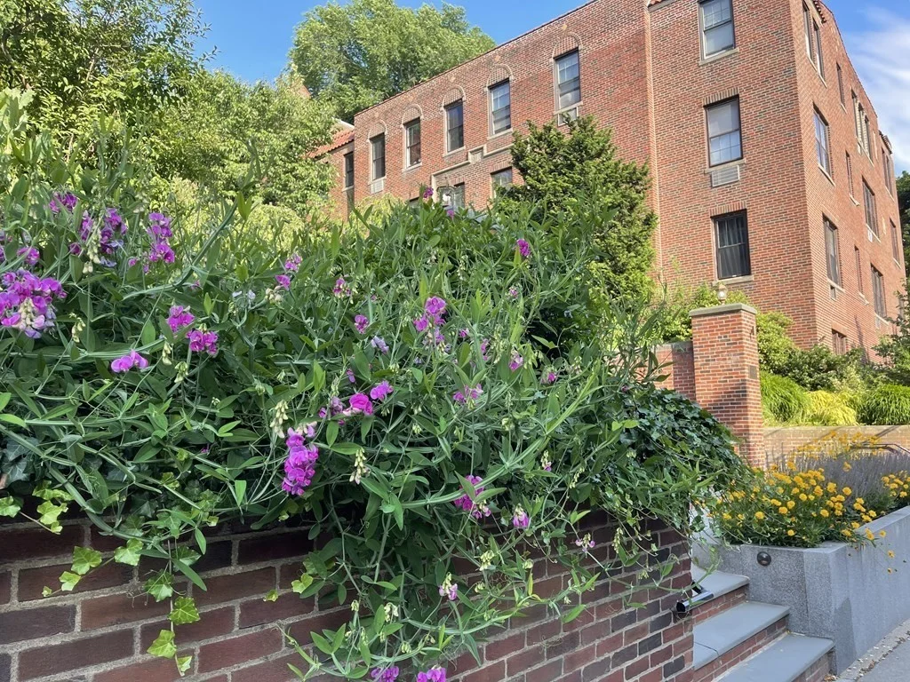 2 bed, 2 bath apartment for rent at 311 Tappan St Unit 1, Beaconsfield