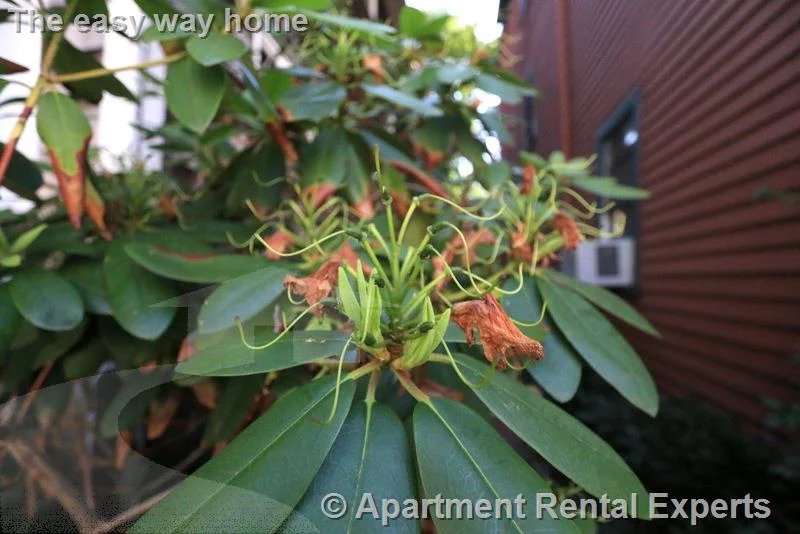 1 bed, 1 bath apartment for rent at 400 Franklin St Unit 4, Central Square — photo 10 of 12